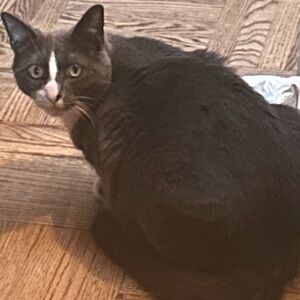 Bundle for @divainthed